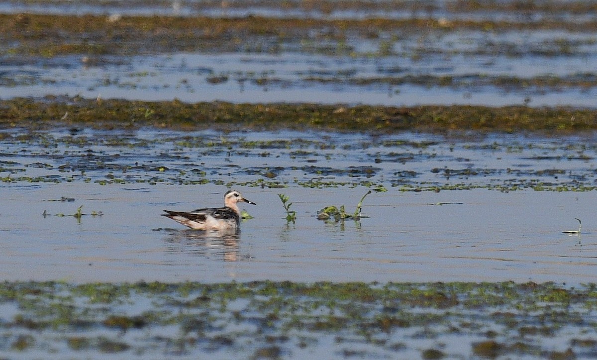 Red Phalarope - ML623032844