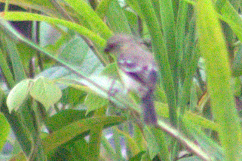 Ruddy-breasted Seedeater - ML623032851