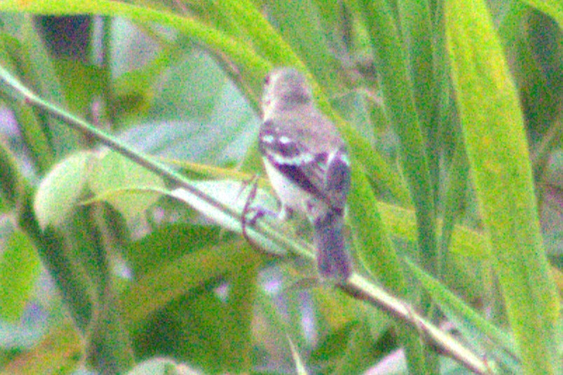 Ruddy-breasted Seedeater - ML623032852