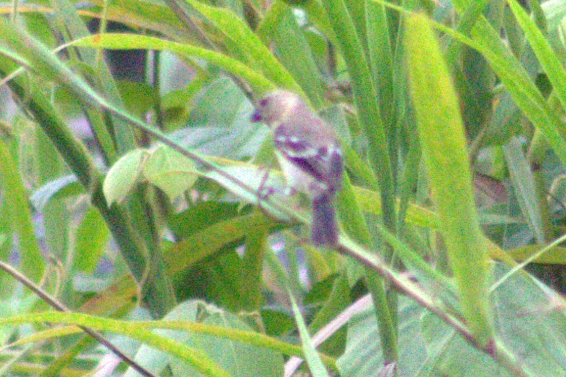 Ruddy-breasted Seedeater - ML623032853