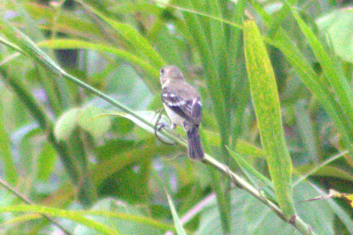 Ruddy-breasted Seedeater - ML623032854