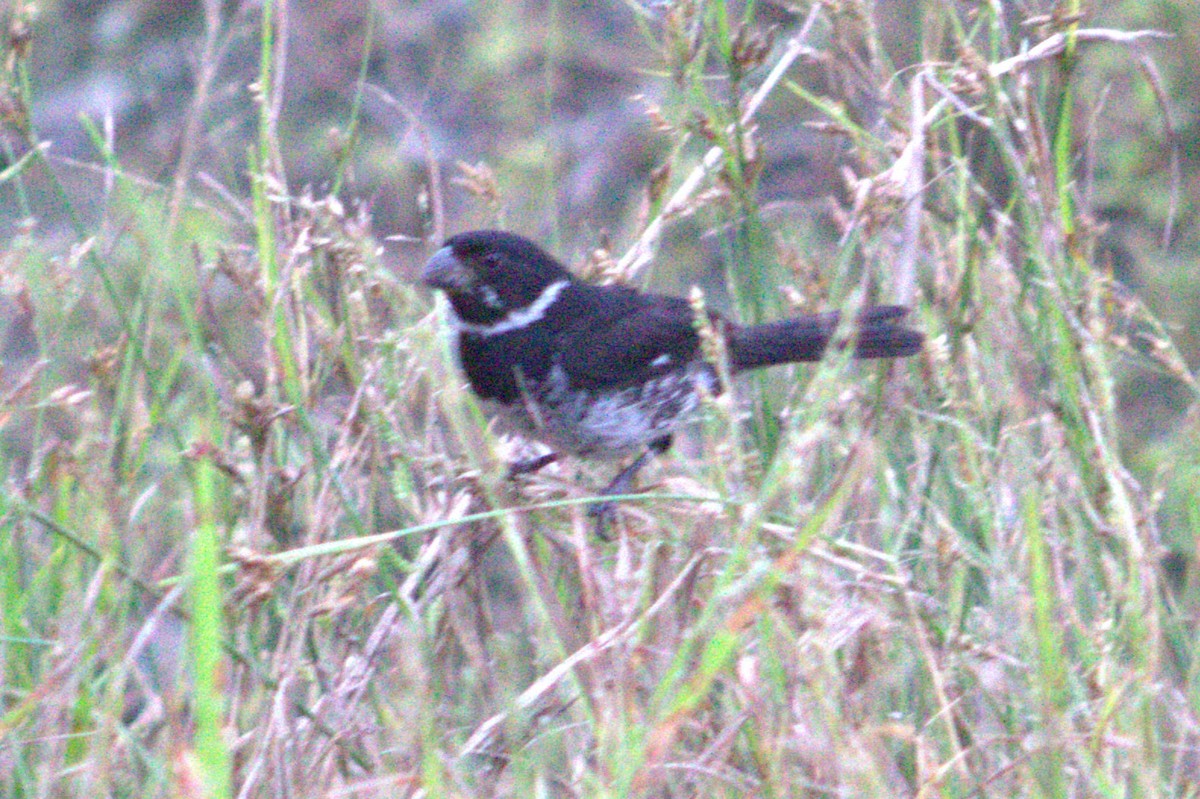 Variable Seedeater - Iyok Madriz Guevara