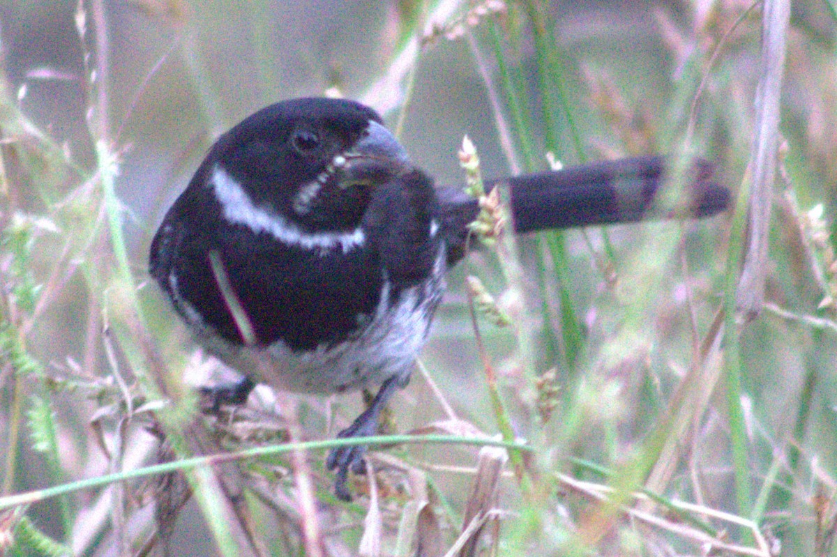 Variable Seedeater - ML623032883