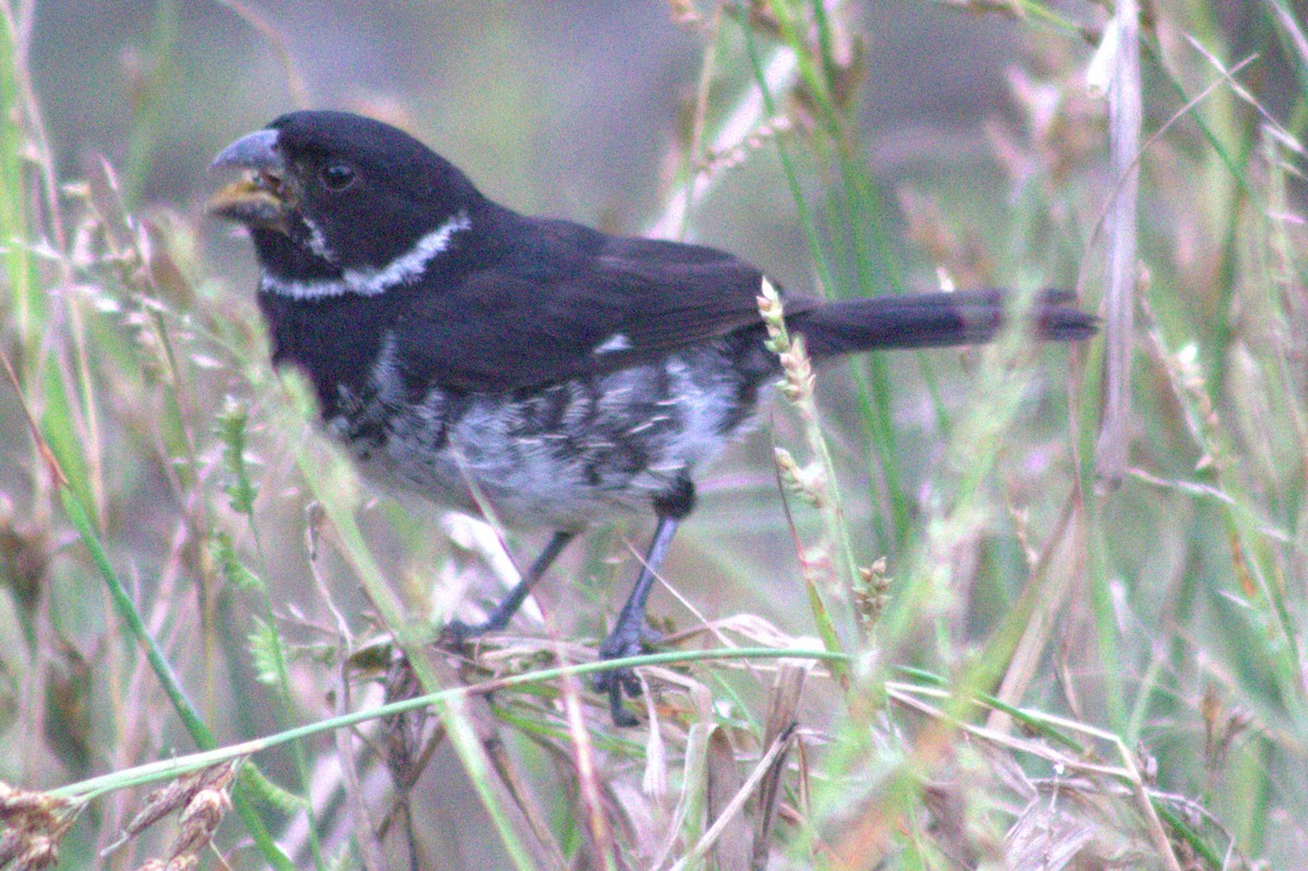 Variable Seedeater - ML623032884