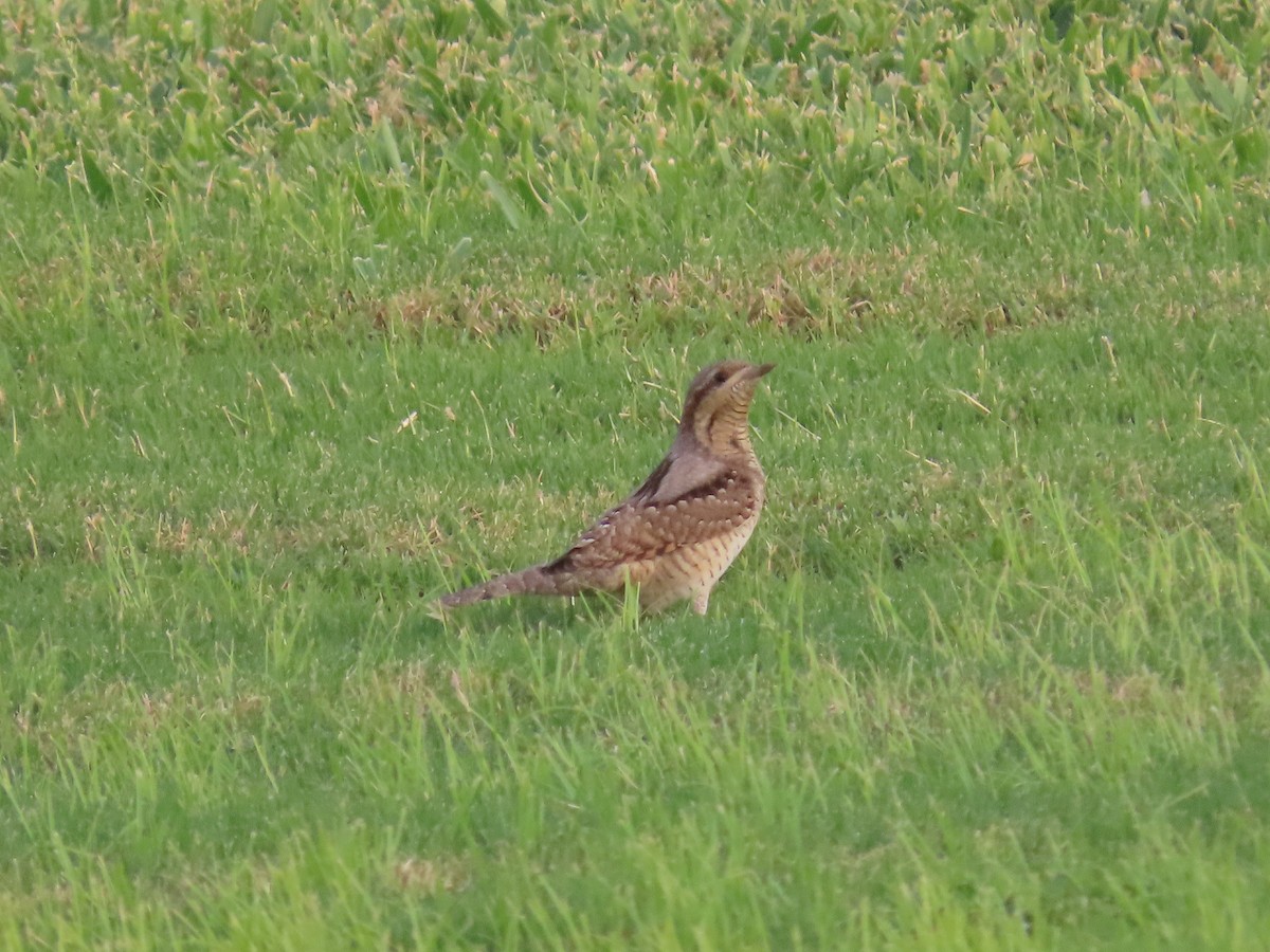Eurasian Wryneck - ML623032918