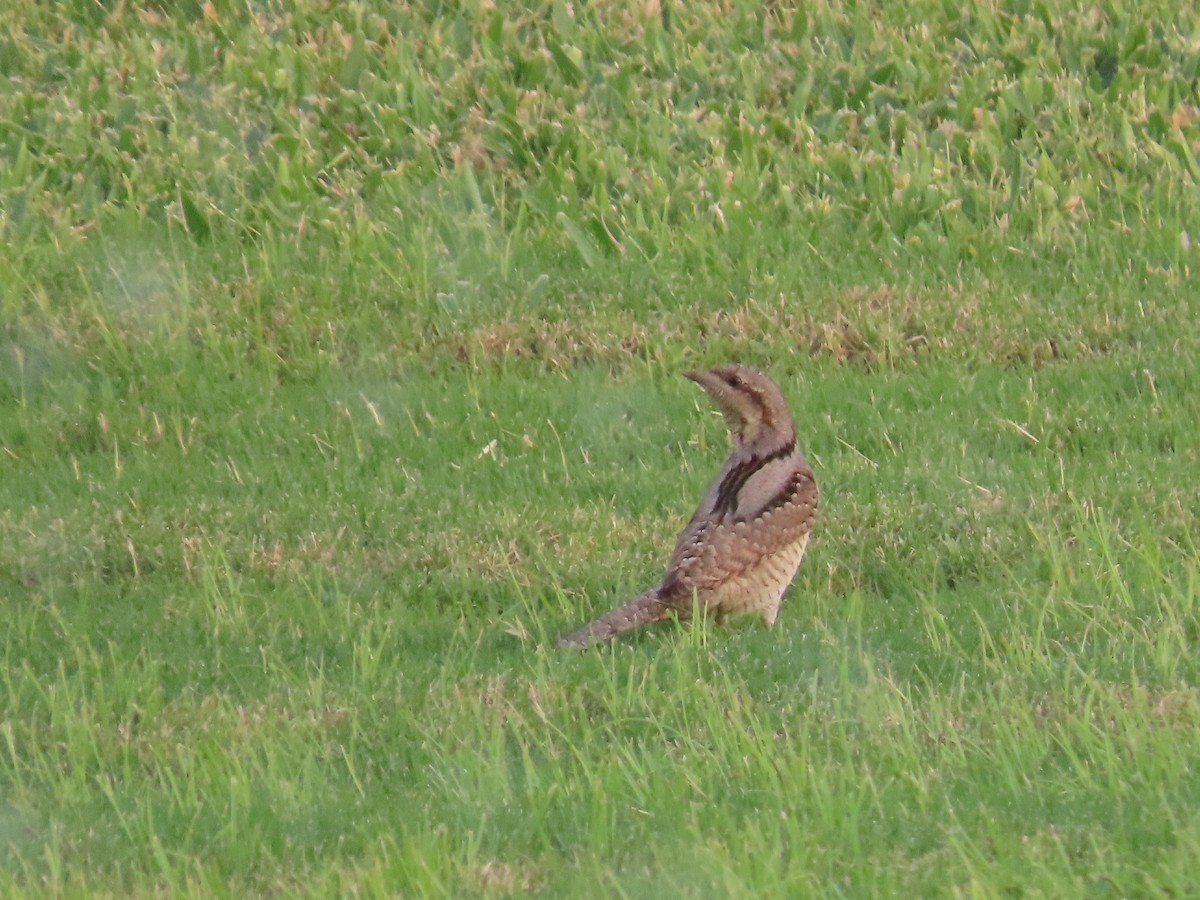 Eurasian Wryneck - ML623032920