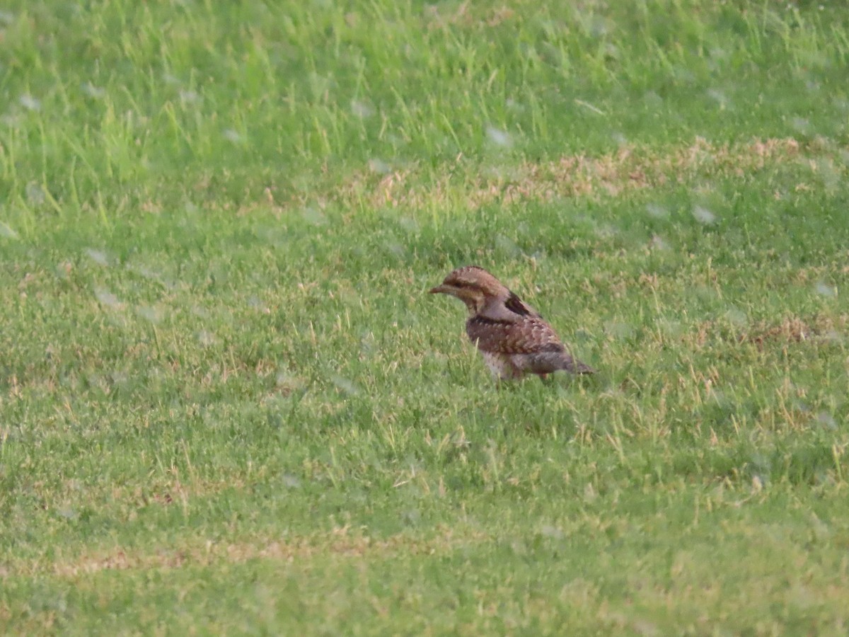 Eurasian Wryneck - ML623032921