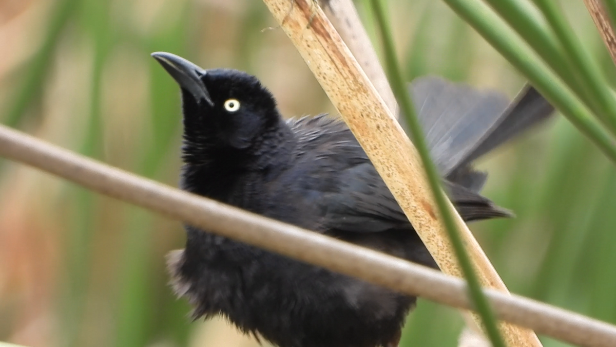 Carib Grackle - Jose A Figueroa Borelly