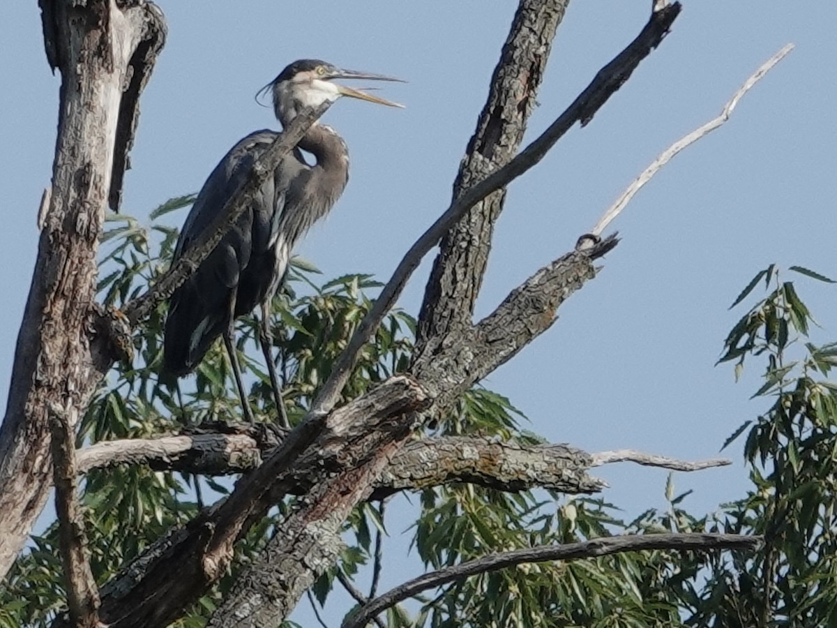 Great Blue Heron - ML623033011