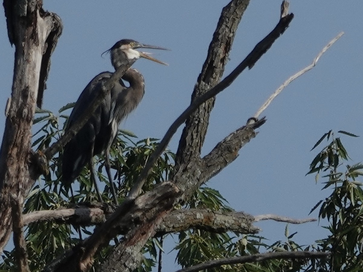 Great Blue Heron - ML623033012