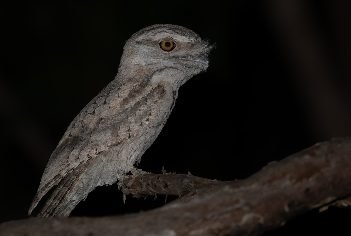 Tawny Frogmouth - ML623033101