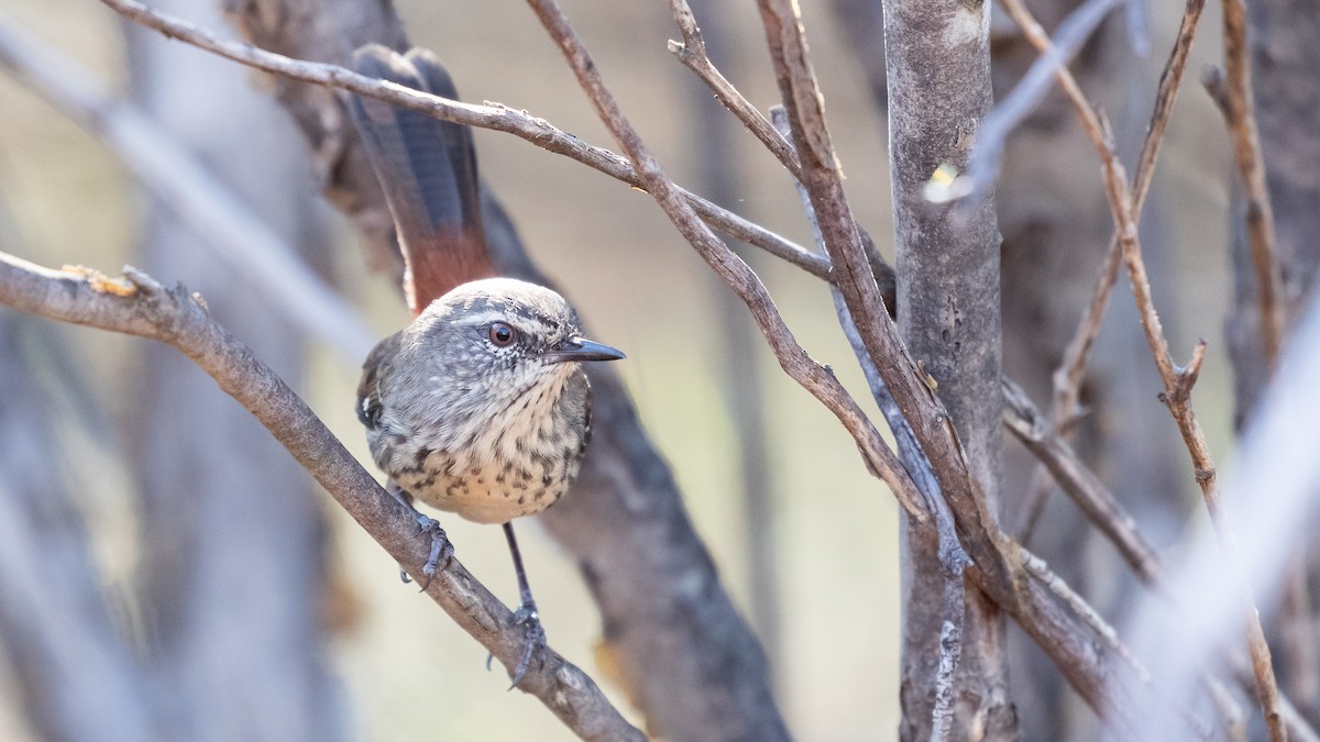 Shy Heathwren - ML623033149