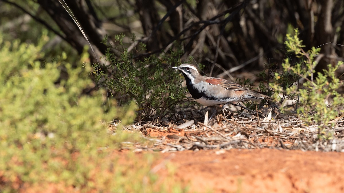 Chestnut Quail-thrush - ML623033154