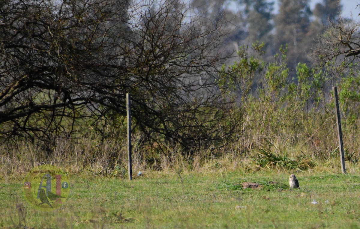 Burrowing Owl - ML623033201