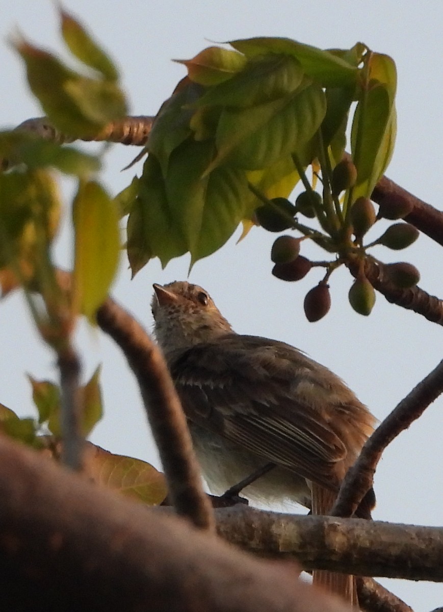 Caribbean Elaenia - ML623033216