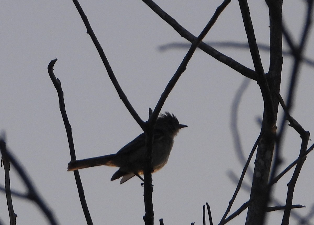 Caribbean Elaenia - ML623033217