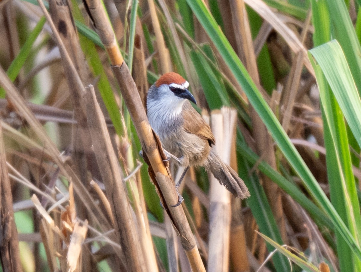 Chestnut-capped Babbler - ML623033338