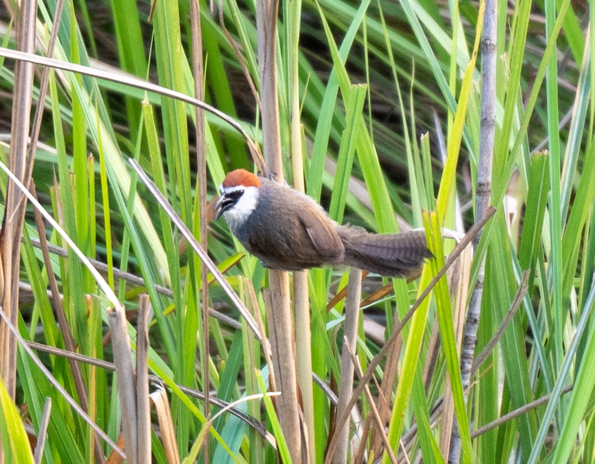 Chestnut-capped Babbler - ML623033339