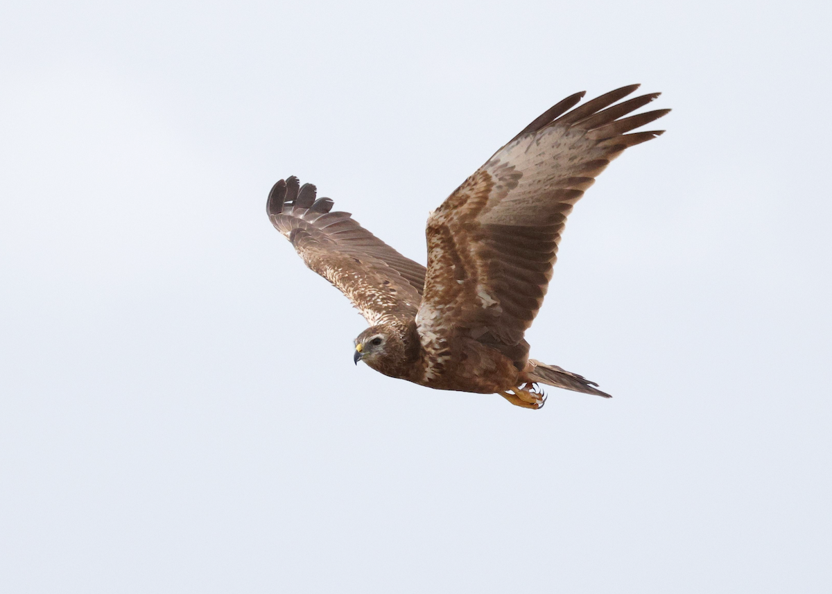 African Marsh Harrier - ML623033349