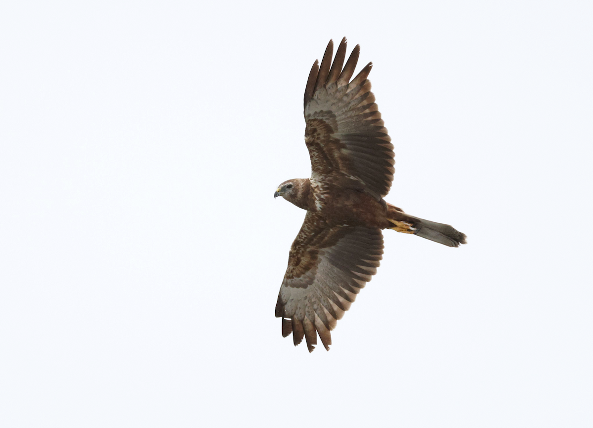 African Marsh Harrier - ML623033355