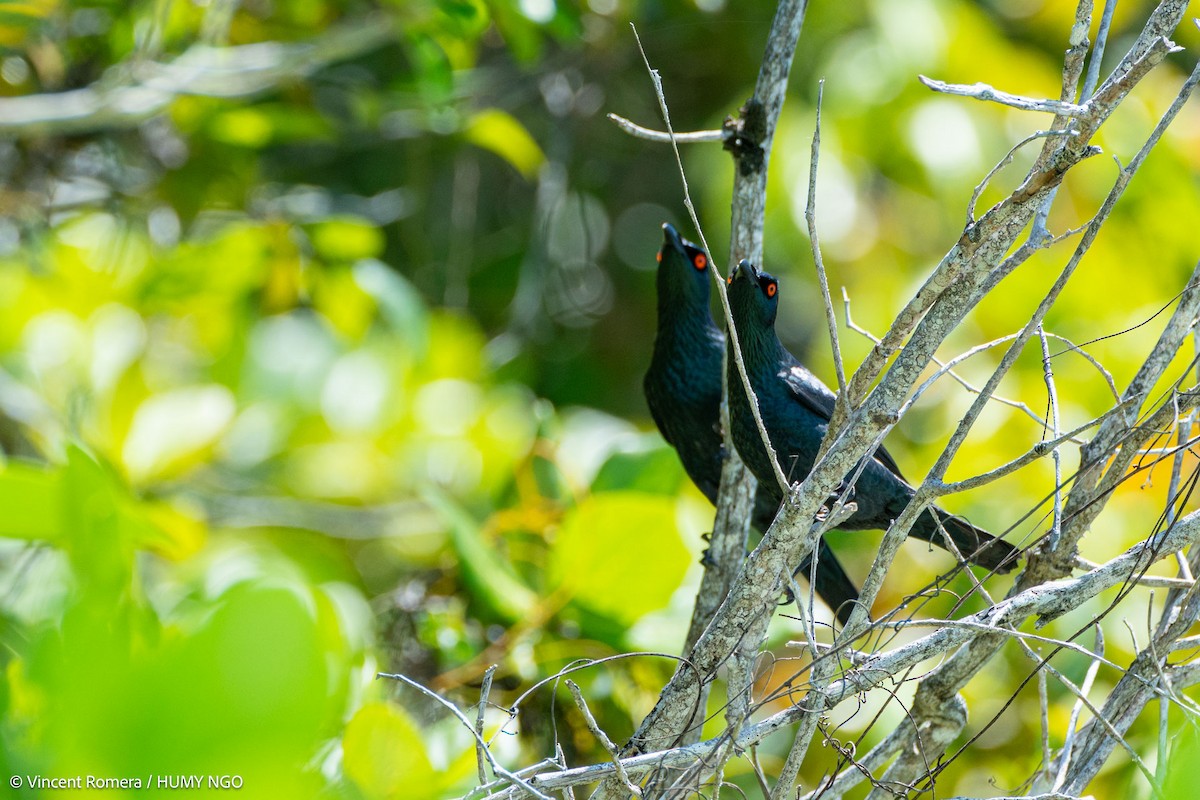 Singing Starling - ML623033362