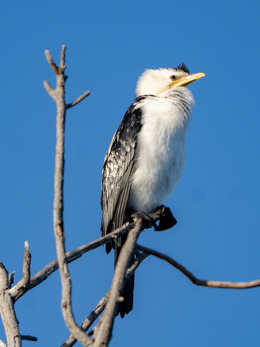 Little Pied Cormorant - ML623033406