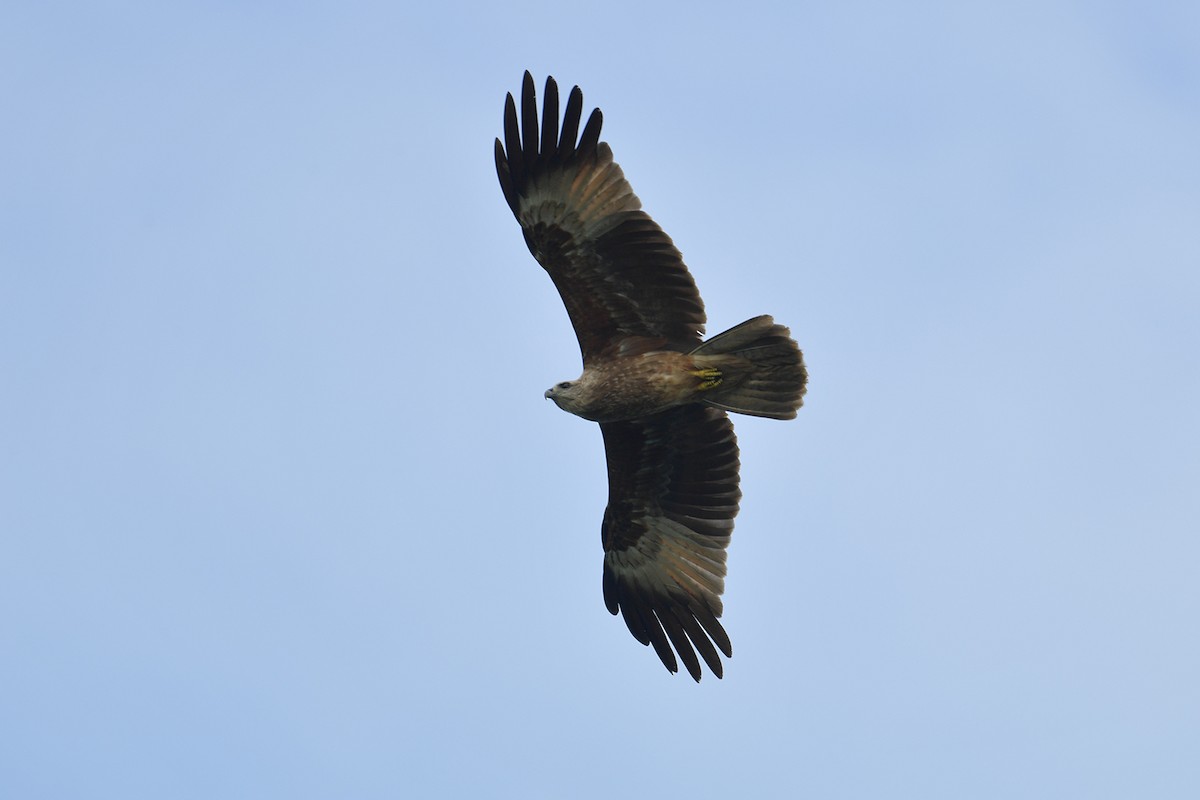 Brahminy Kite - Supaporn Teamwong