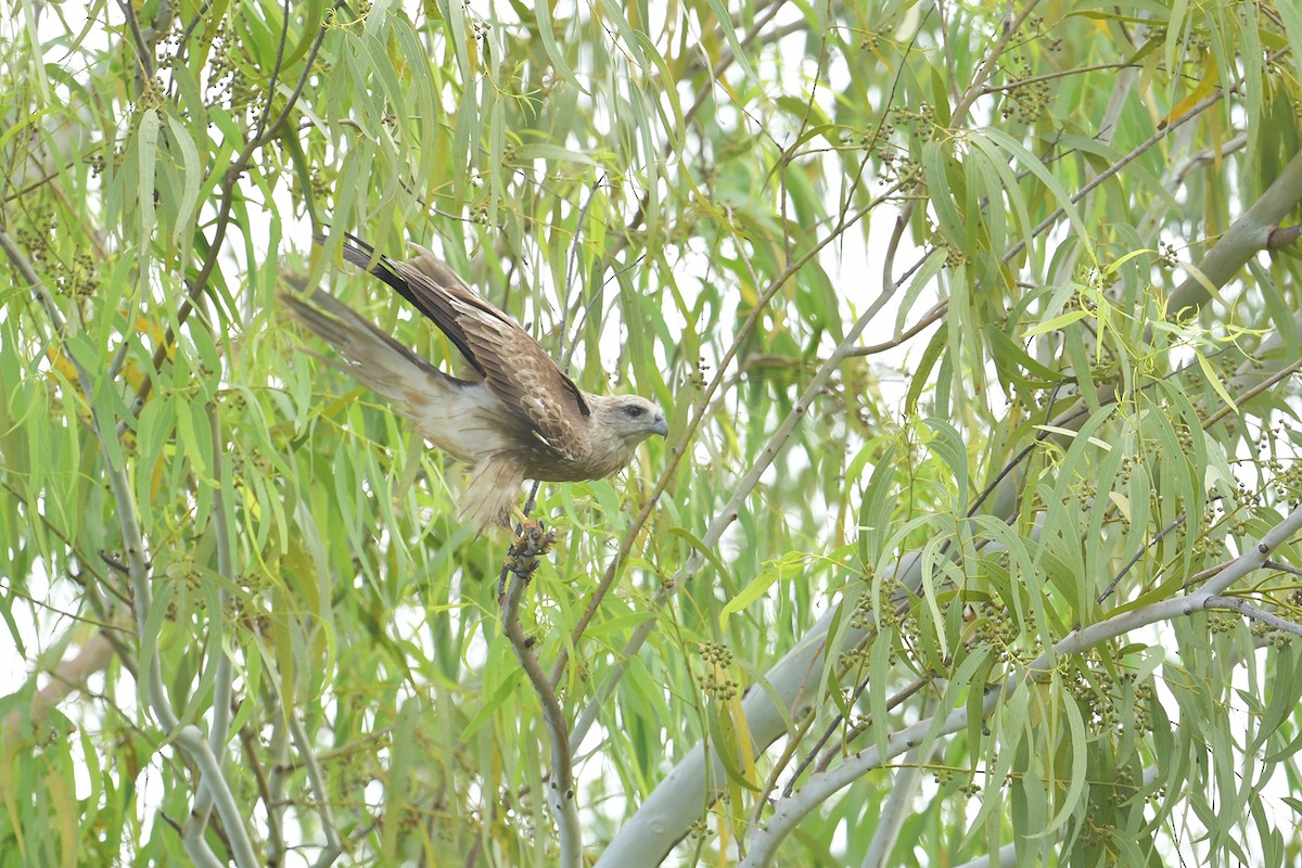 Brahminy Kite - Supaporn Teamwong