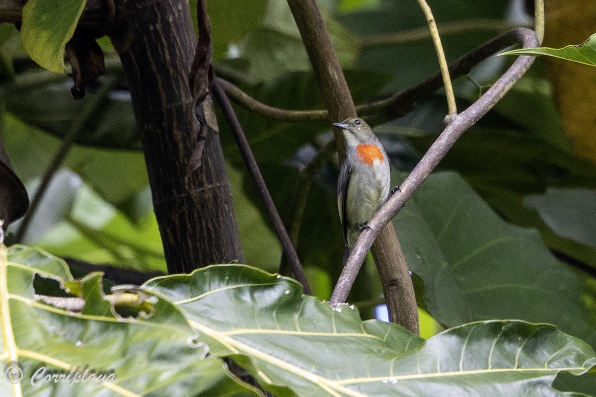 Olive-crowned Flowerpecker - ML623033602