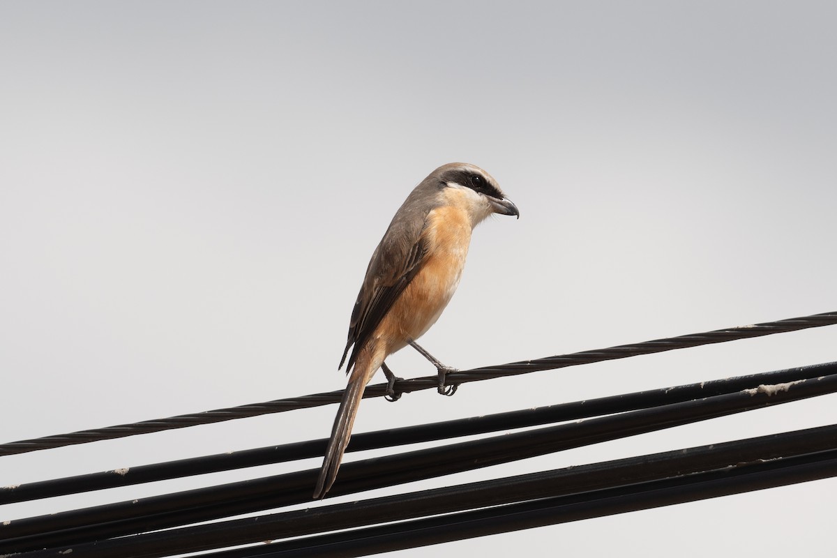 Gray-backed Shrike - ML623033620