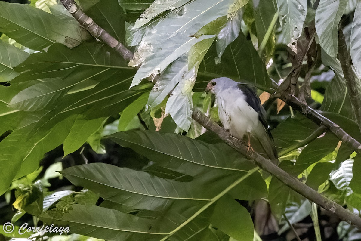 Gray-headed Goshawk - ML623033632