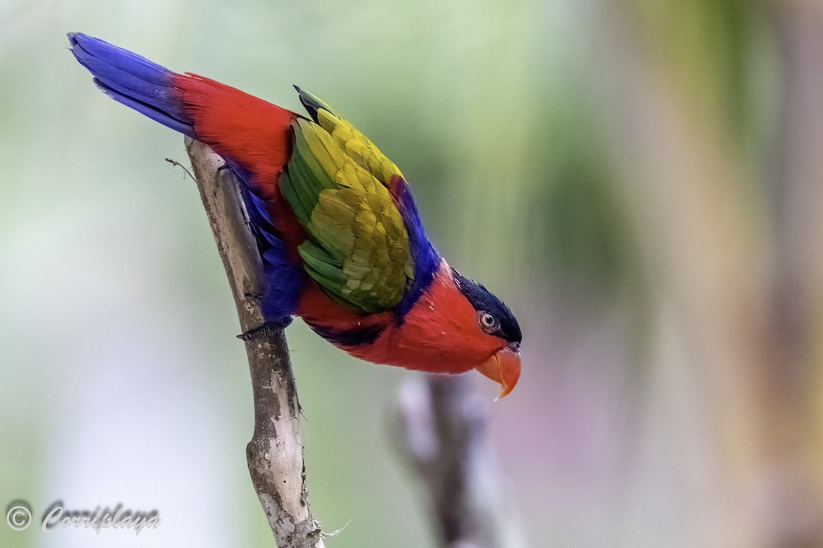 Black-capped Lory - ML623033658