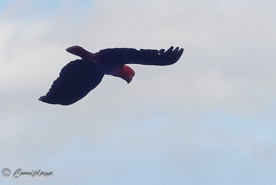 Papuan Eclectus - ML623033661