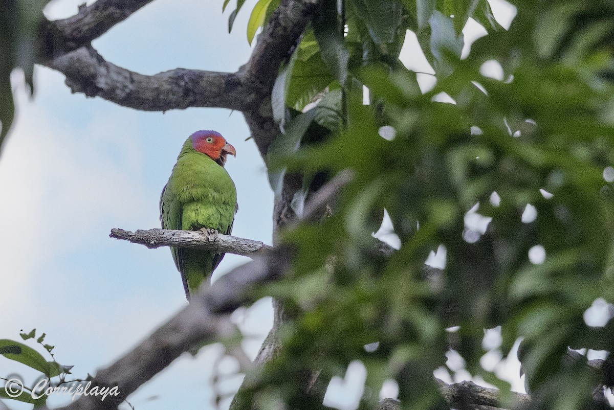 Red-cheeked Parrot - ML623033663