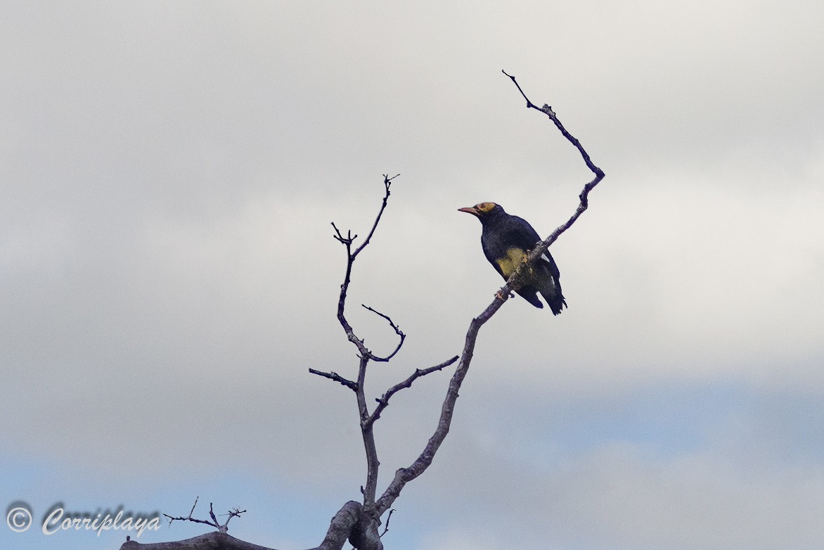 Yellow-faced Myna - ML623033665