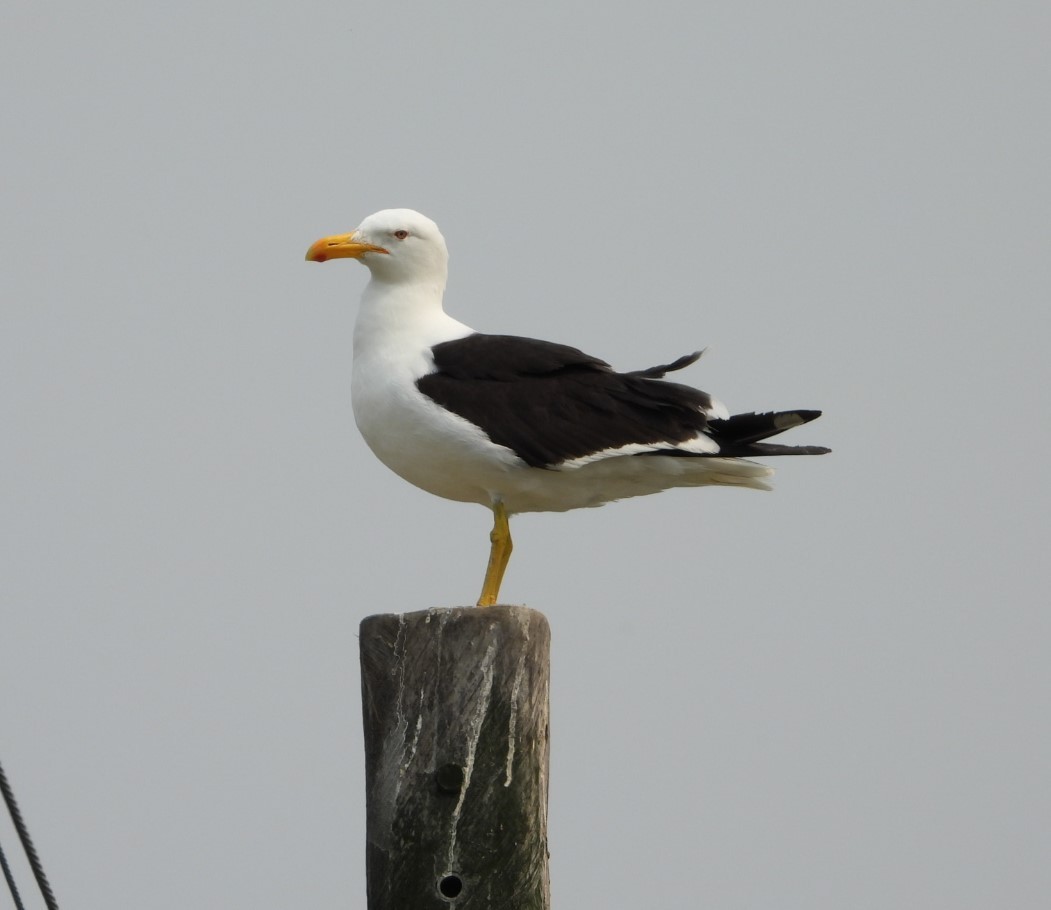 Kelp Gull - ML623033687