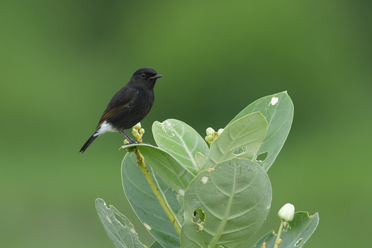 Pied Bushchat - Supaporn Teamwong