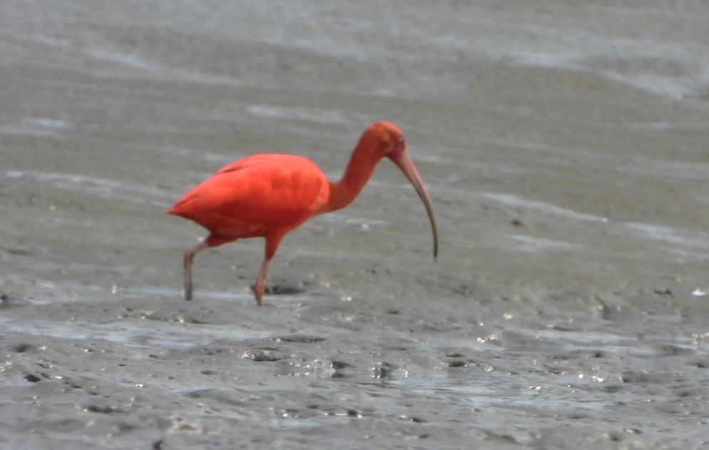 Scarlet Ibis - ML623033838