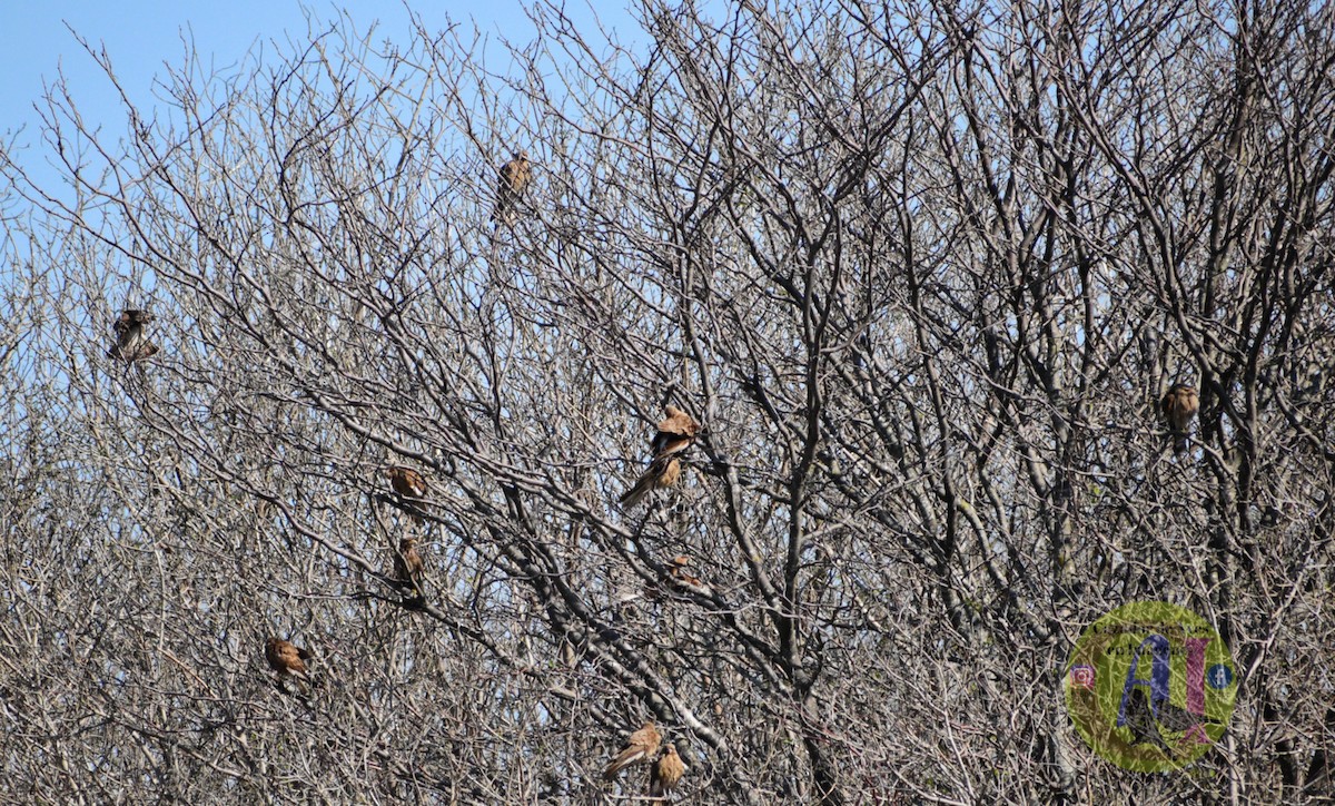 Chimango Caracara - ML623033844