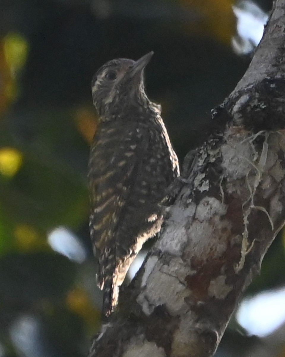 White-spotted Woodpecker - ML623033877