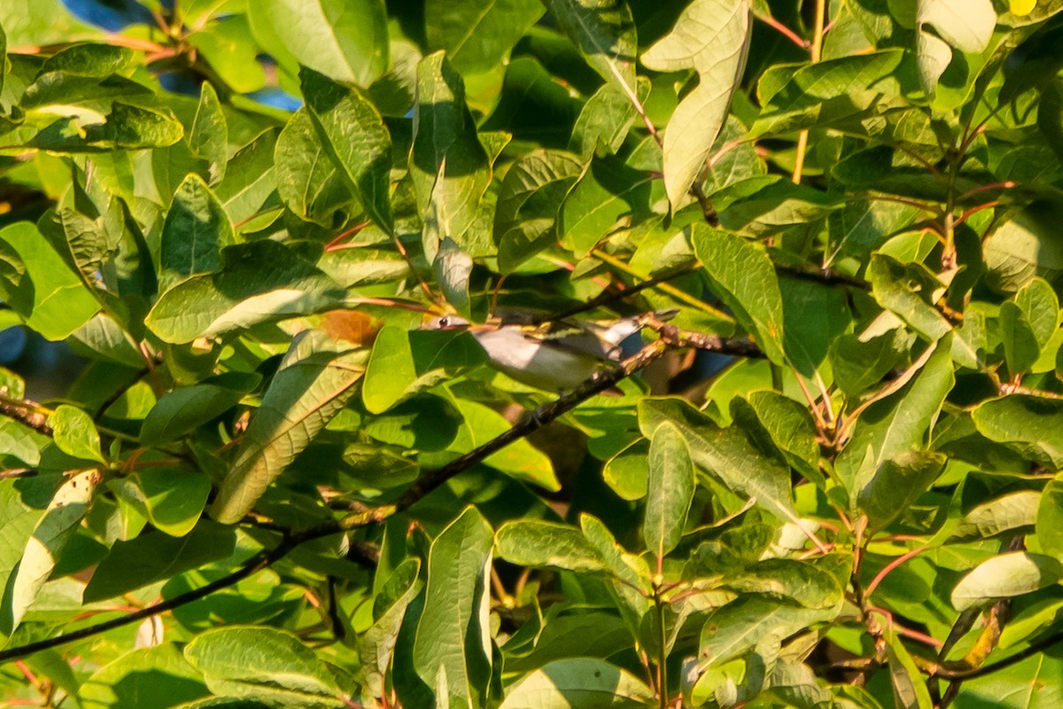 Chestnut-sided Warbler - ML623033894