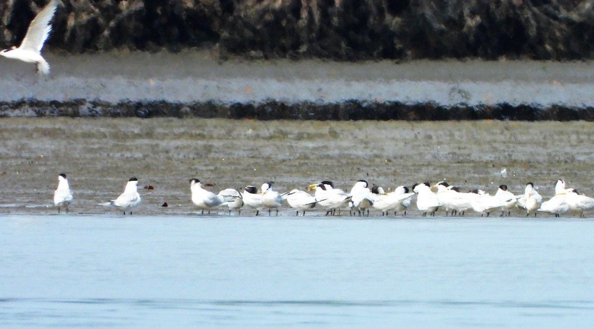 Sandwich Tern - ML623033904