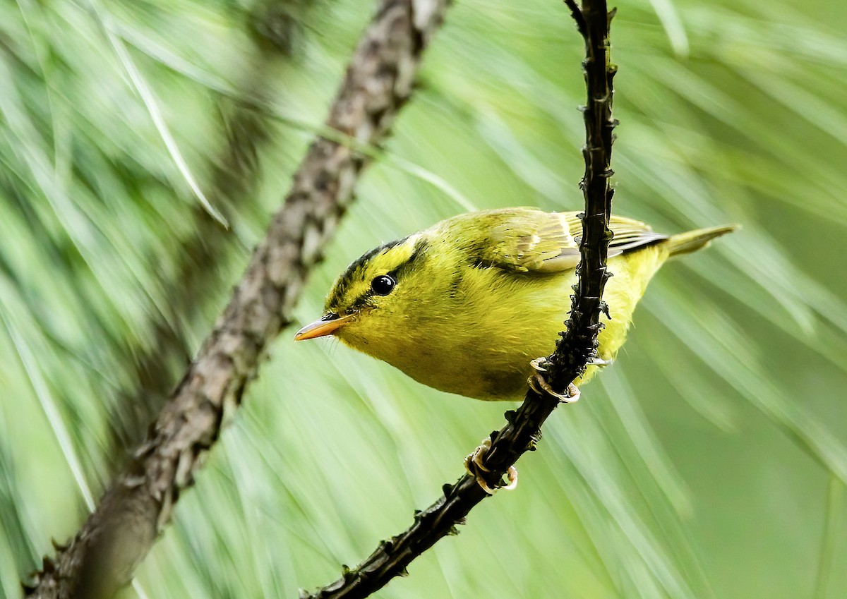 Sulphur-breasted Warbler - ML623033974