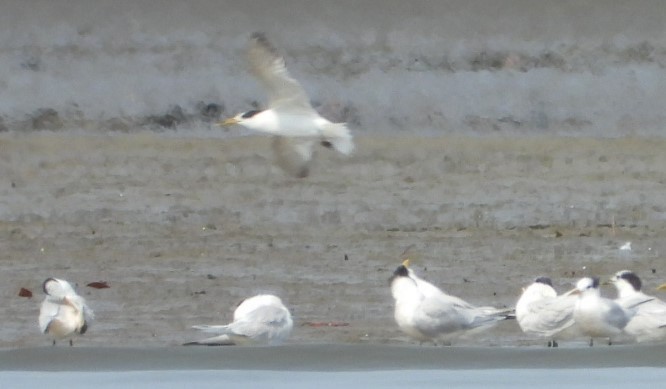 Sandwich Tern - ML623033975