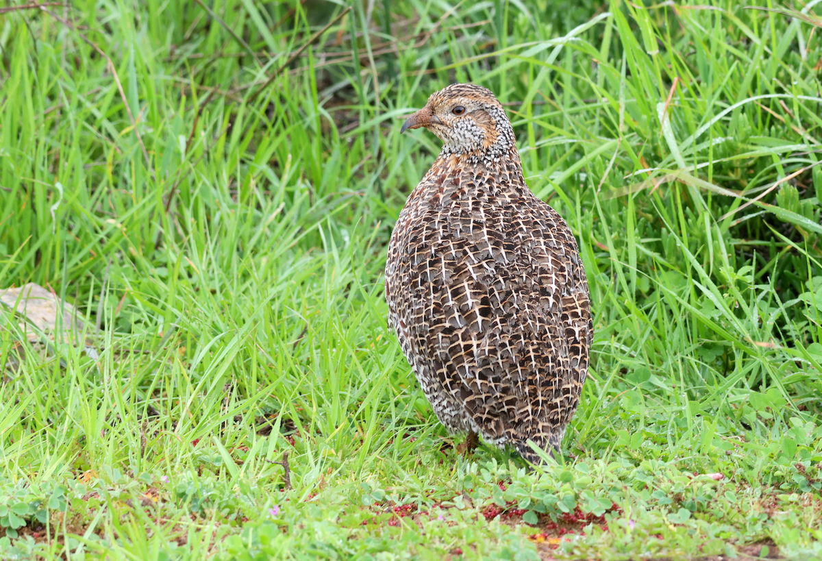 Gray-winged Francolin - ML623034053