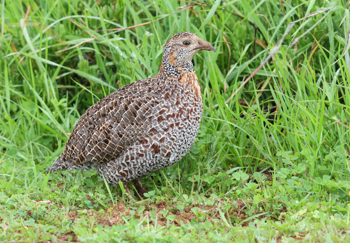 Francolin à ailes grises - ML623034054