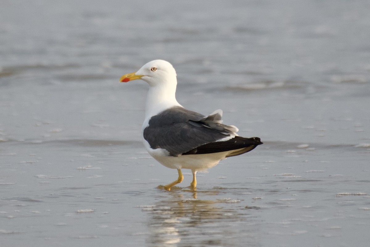 Gaviota Sombría - ML623034072