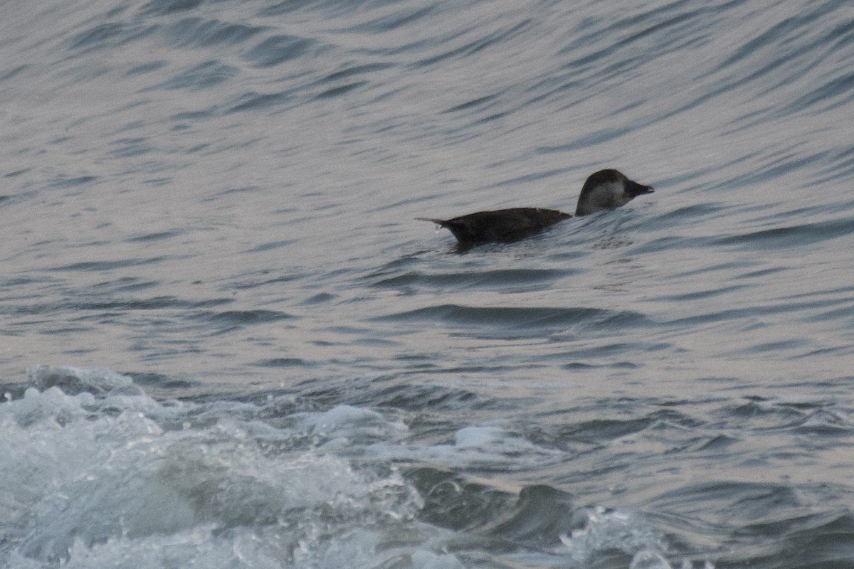 Black Scoter - Eric Hansen