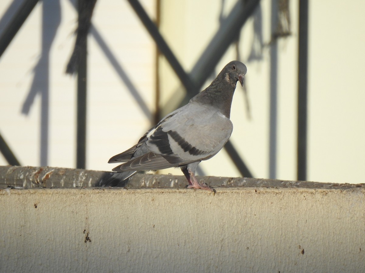 Rock Pigeon (Feral Pigeon) - Duarte Frade