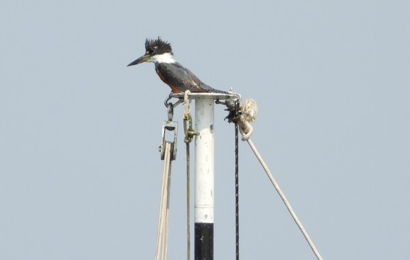 Ringed Kingfisher - ML623034152